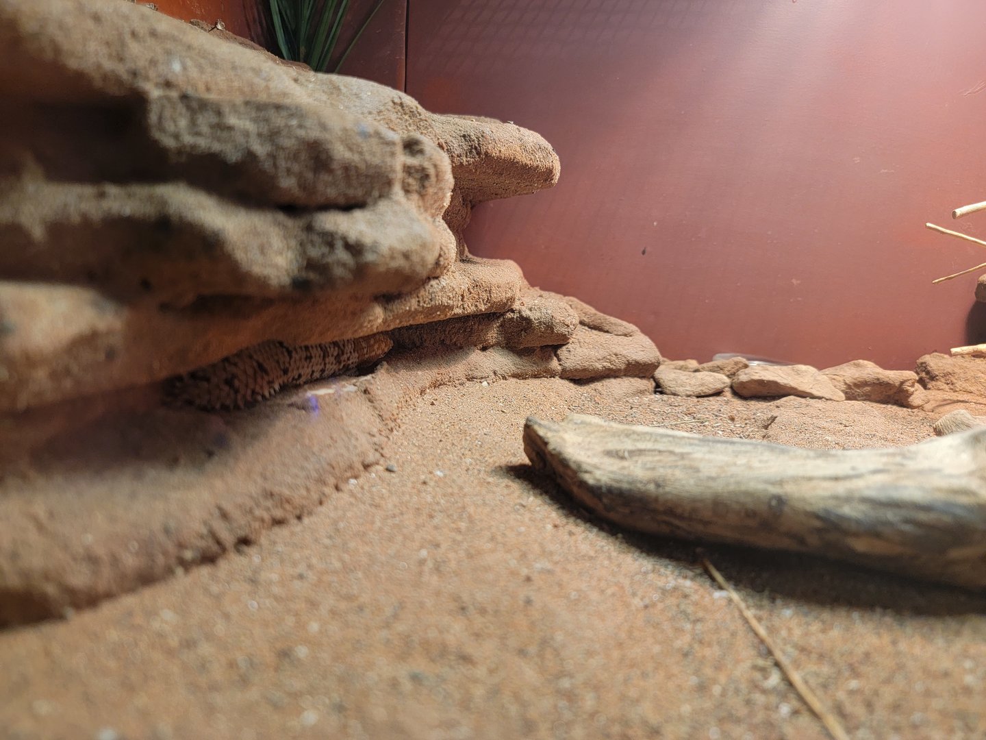 Louisville 5/22 - Herpaquarium, pygmy spiny-tailed skink
