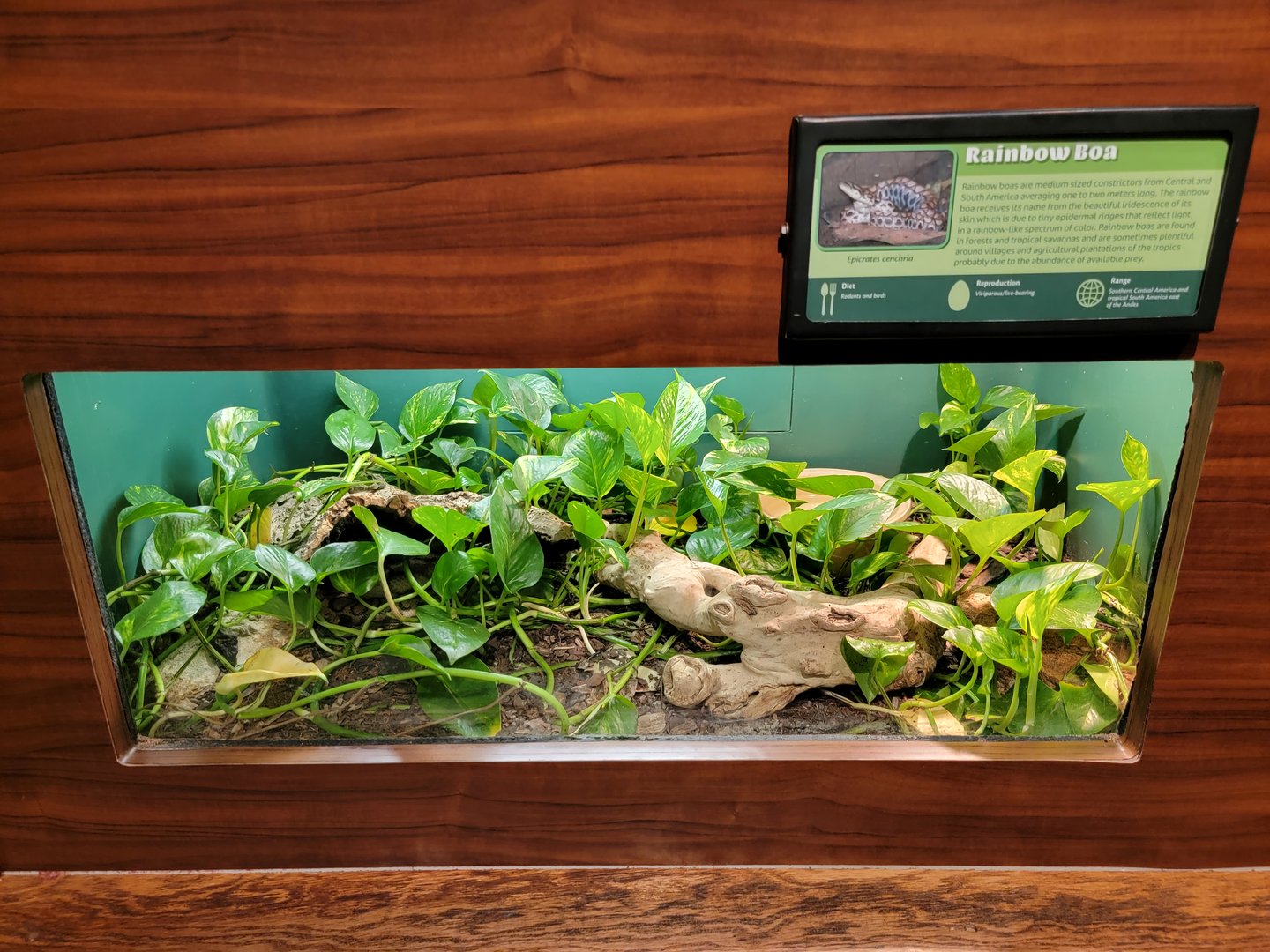 Louisville 5/22 - Herpaquarium, rainbow boa