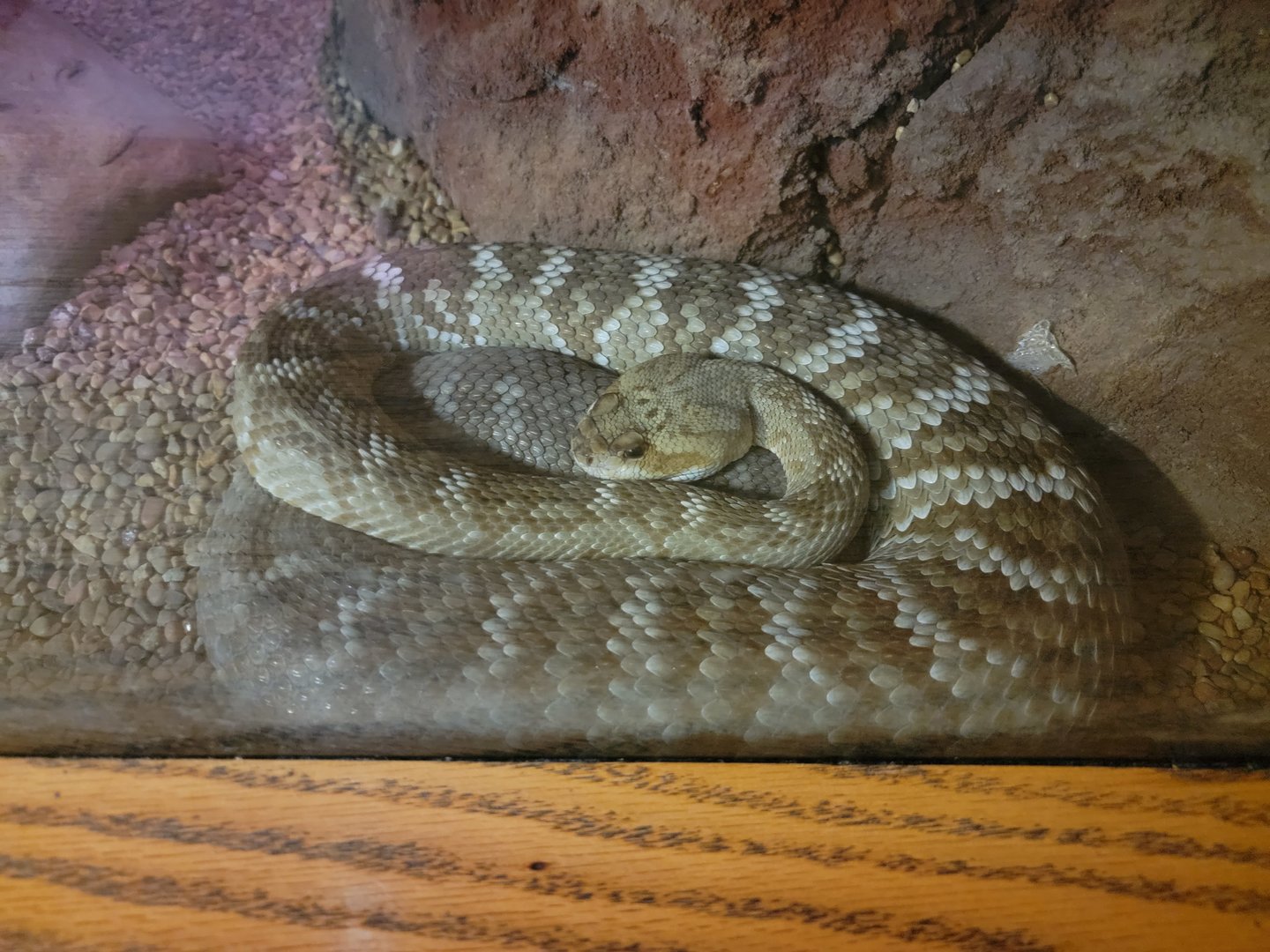 Louisville 5/22 - Herpaquarium, red diamondback