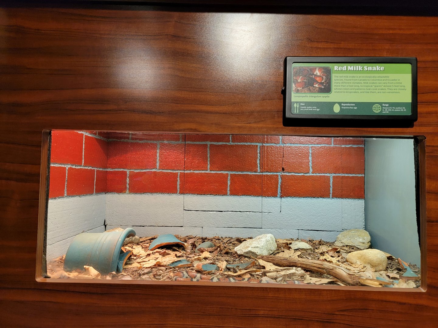 Louisville 5/22 - Herpaquarium, red milksnake