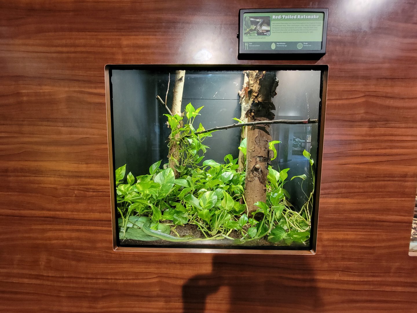 Louisville 5/22 - Herpaquarium, red-tailed green ratsnake