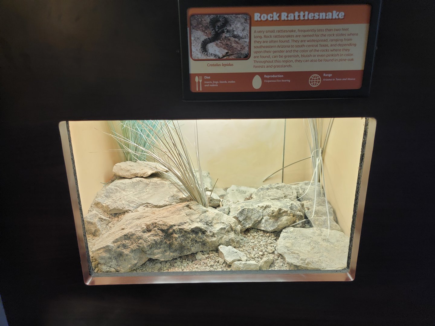 Louisville 5/22 - Herpaquarium, rock rattlesnake