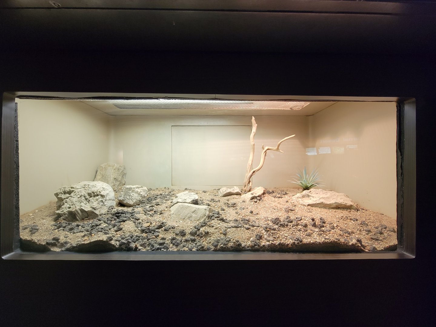 Louisville 5/22 - Herpaquarium, sandfish skink and rough-scaled sand boa