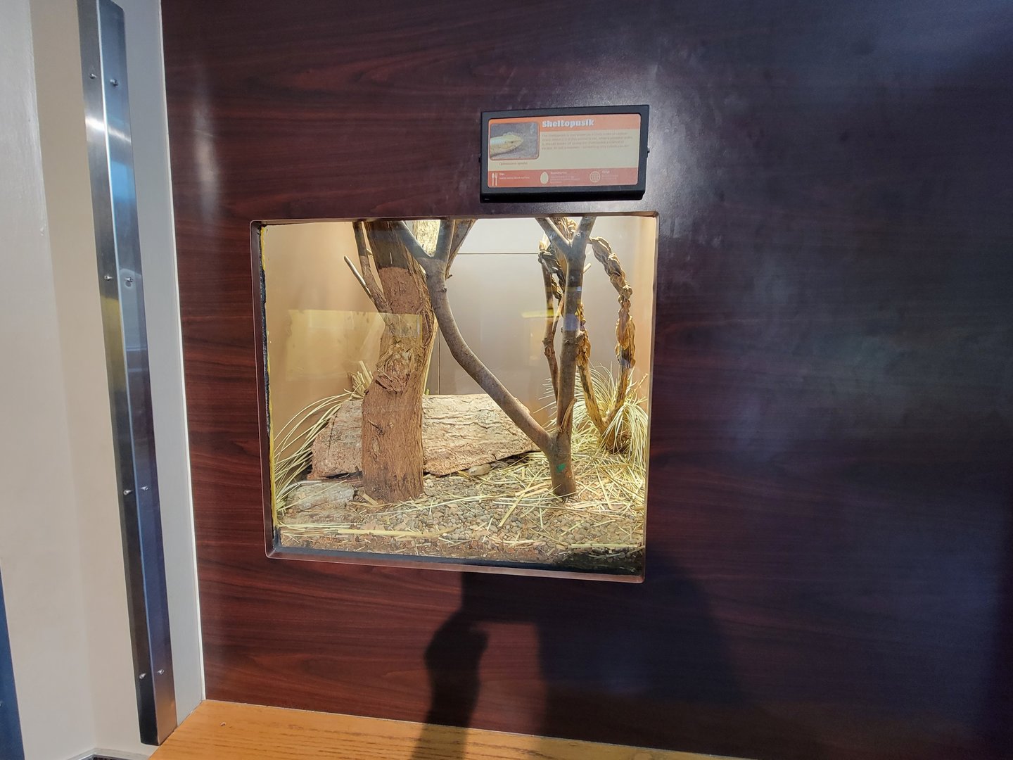 Louisville 5/22 - Herpaquarium, sheltopusik