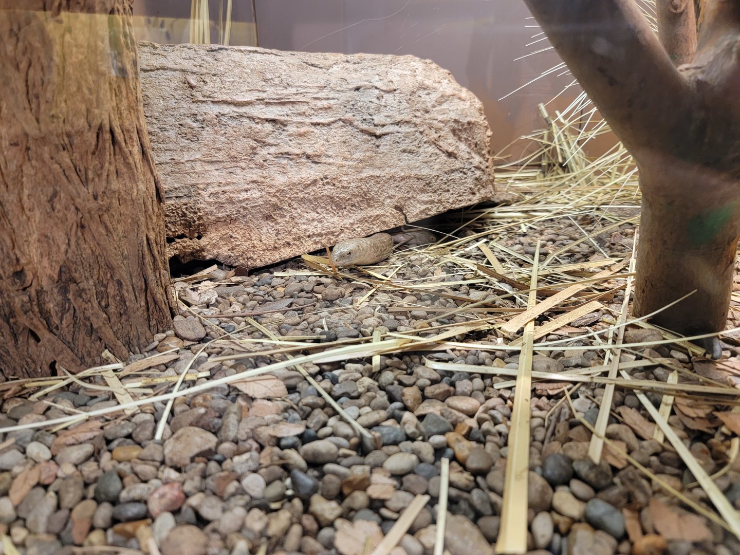 Louisville 5/22 - Herpaquarium, sheltopusik