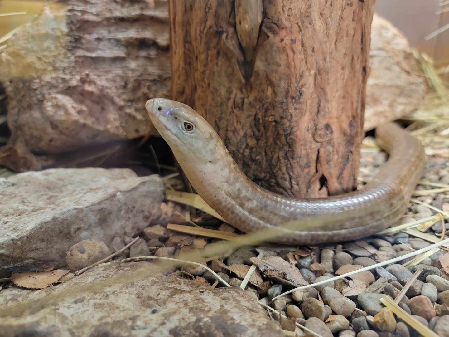 Louisville 5/22 - Herpaquarium, sheltopusik