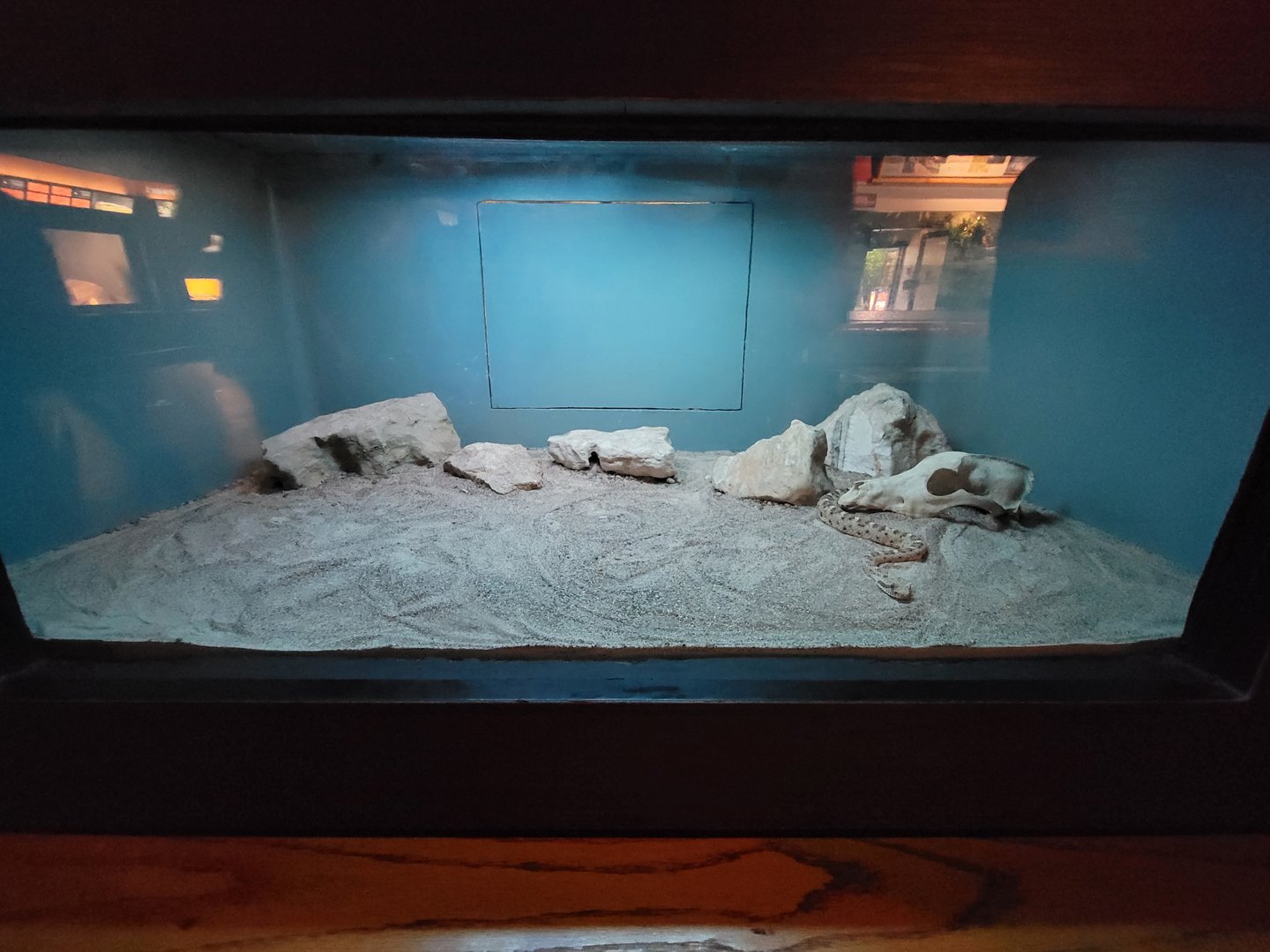 Louisville 5/22 - Herpaquarium, sidewinder and trans-pecos ratsnake