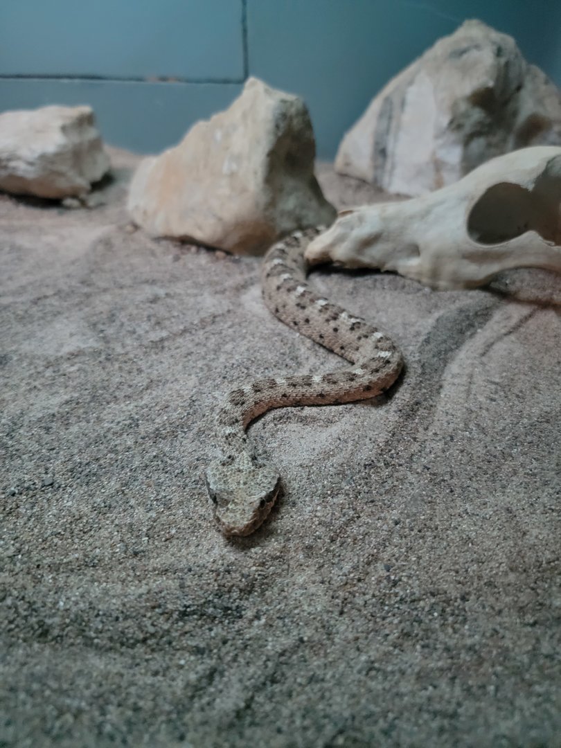 Louisville 5/22 - Herpaquarium, sidewinder