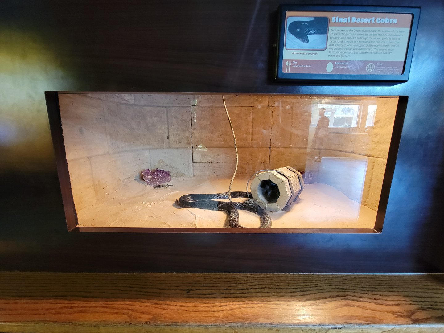 Louisville 5/22 - Herpaquarium, Sinai desert cobra