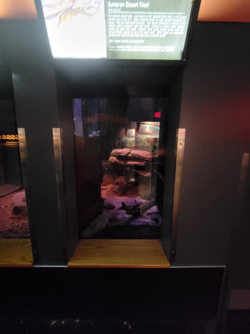 Louisville 5/22 - Herpaquarium, Sonoran desert toad