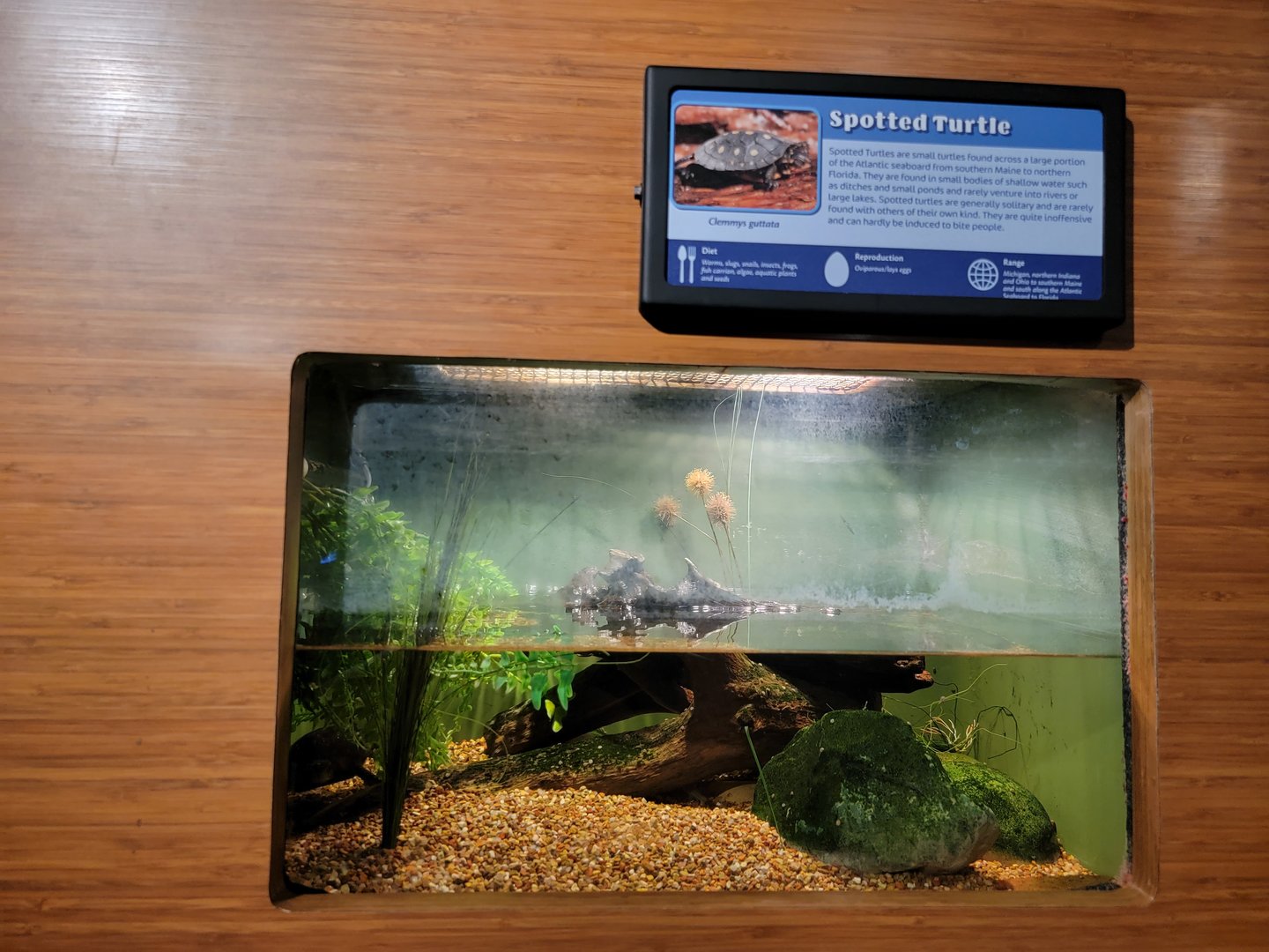 Louisville 5/22 - Herpaquarium, spotted turtle