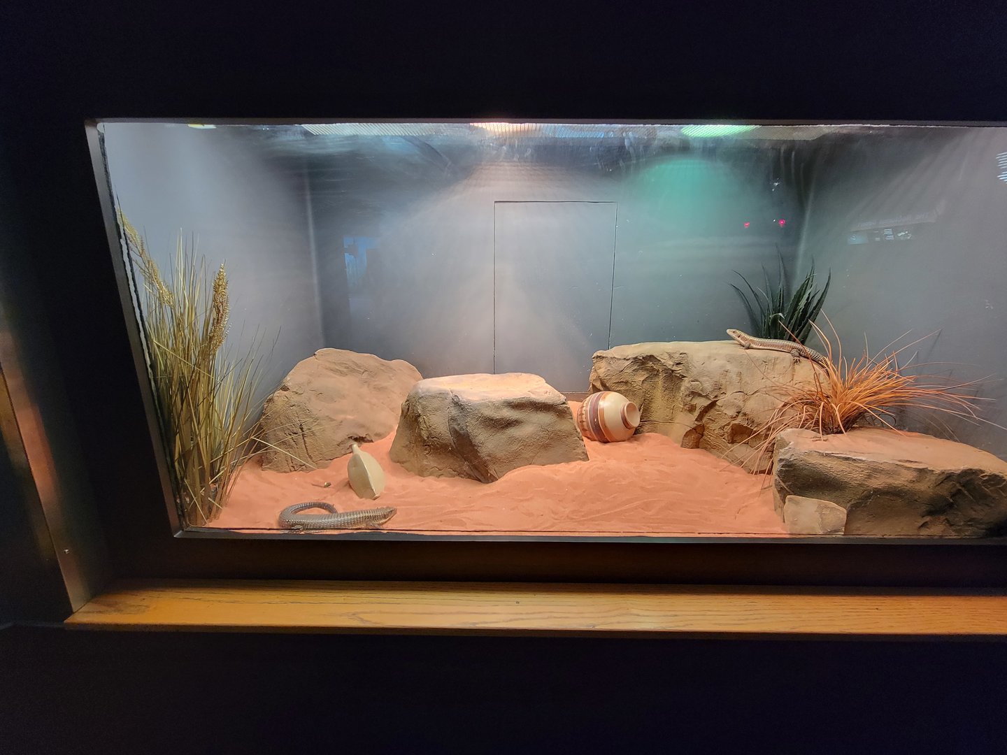 Louisville 5/22 - Herpaquarium, Sudan plated lizard