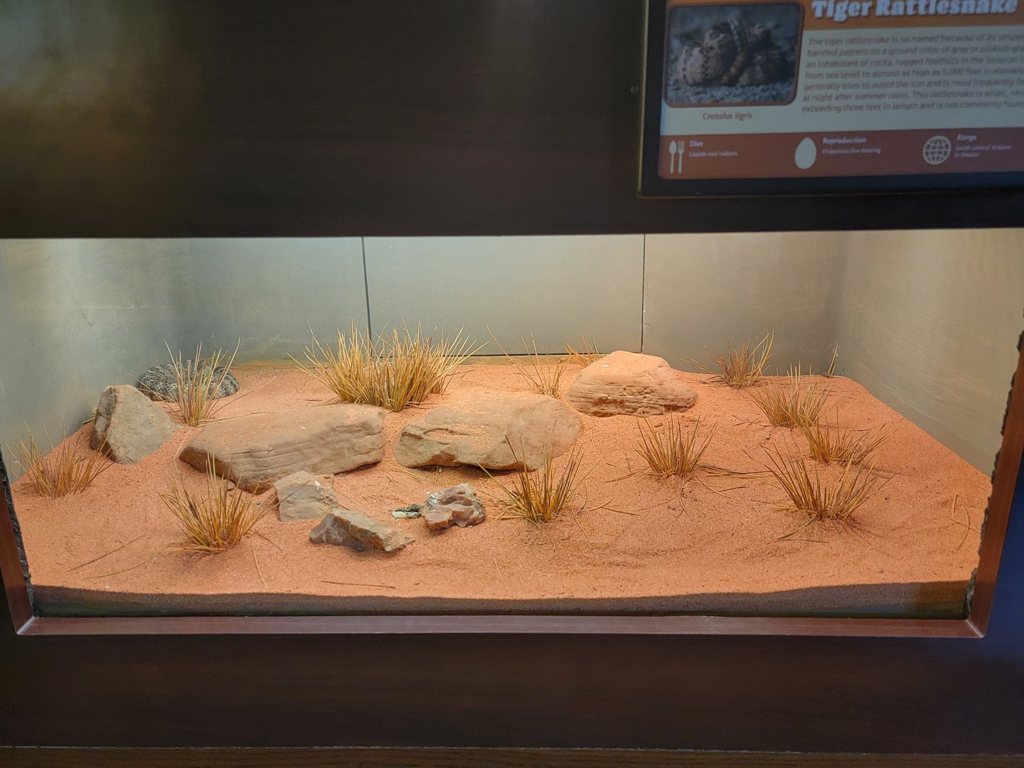 Louisville 5/22 - Herpaquarium, tiger rattlesnake