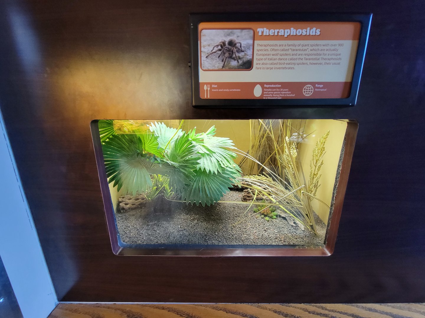 Louisville 5/22 - Herpaquarium, unspecified bird-eating spider