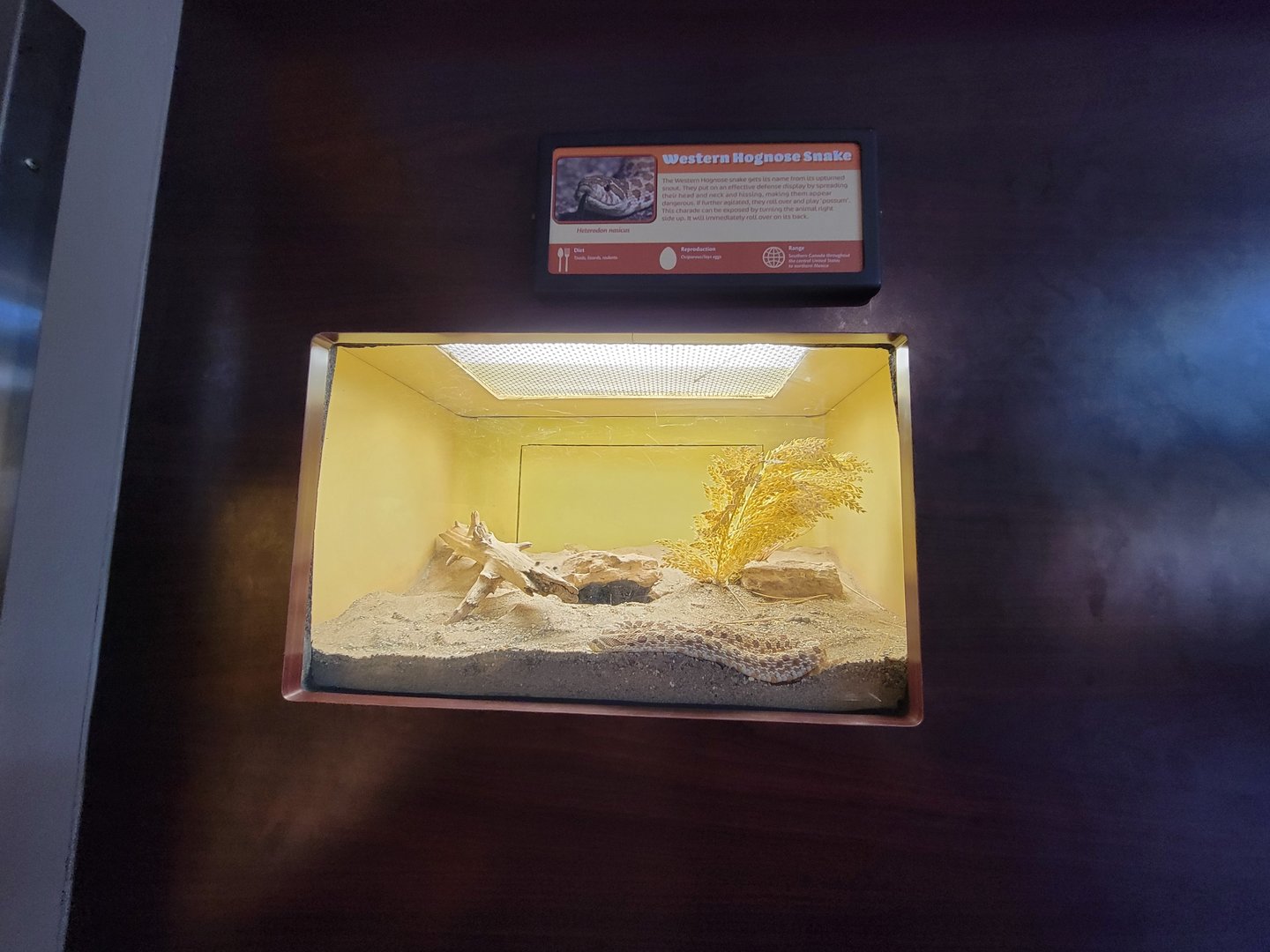 Louisville 5/22 - Herpaquarium, western hognose snake