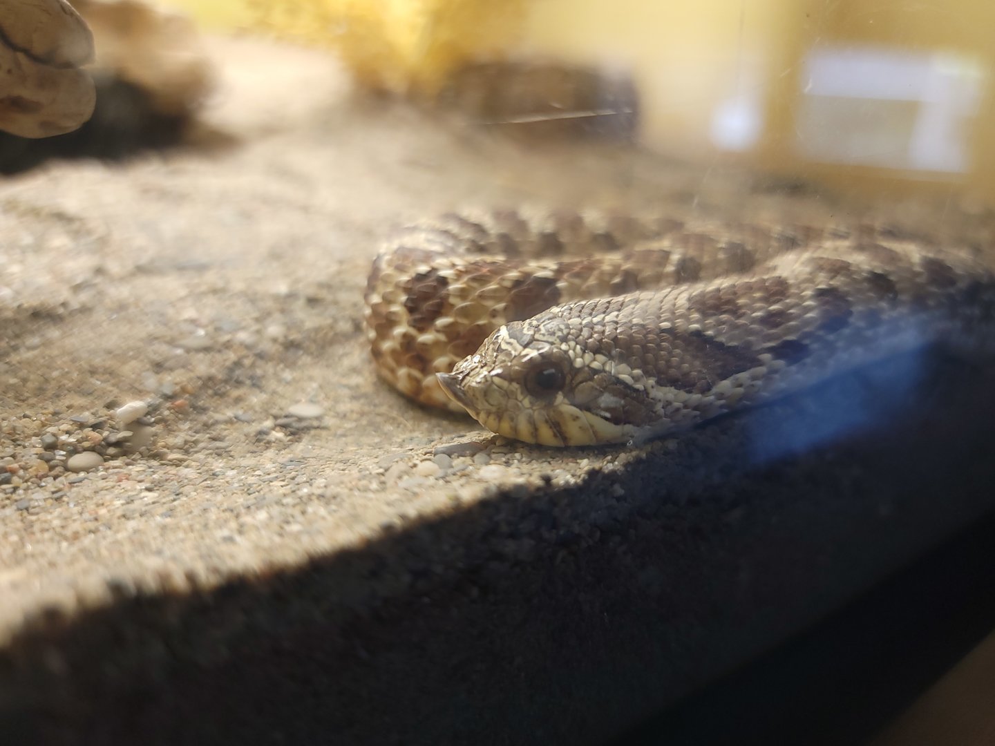 Louisville 5/22 - Herpaquarium, western hognose snake