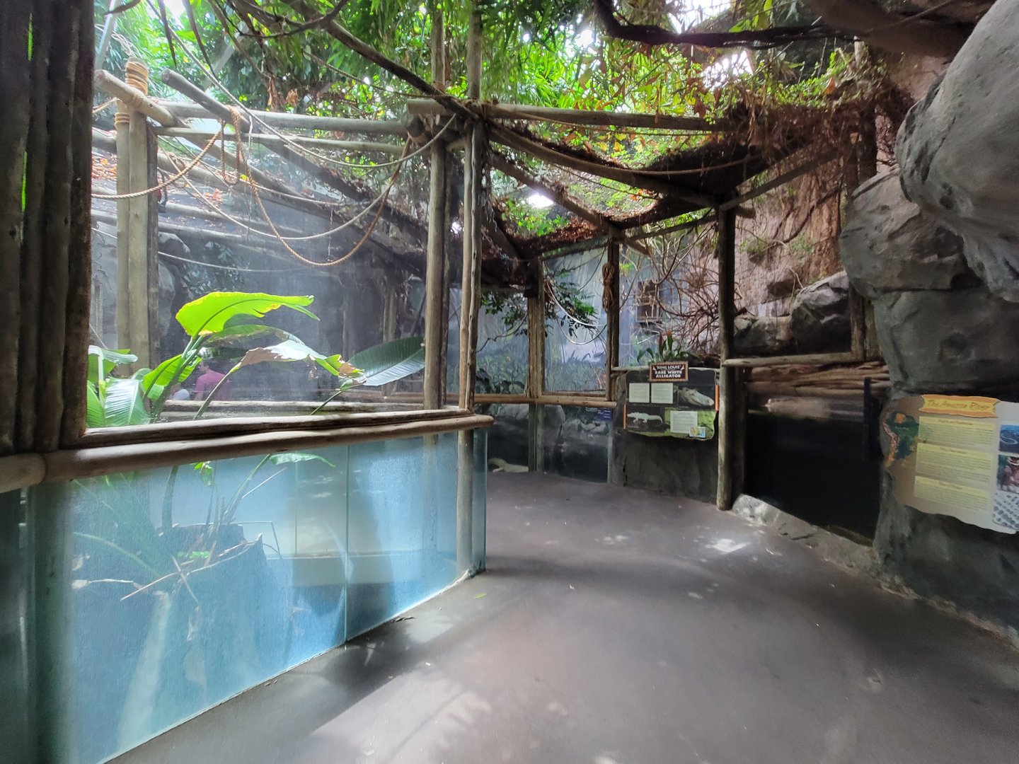 Louisville 5/22 - Herpaquarium, white alligator area