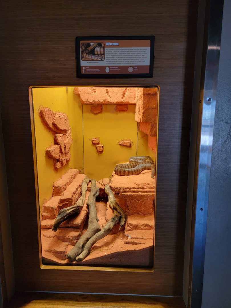 Louisville 5/22 - Herpaquarium, woma python