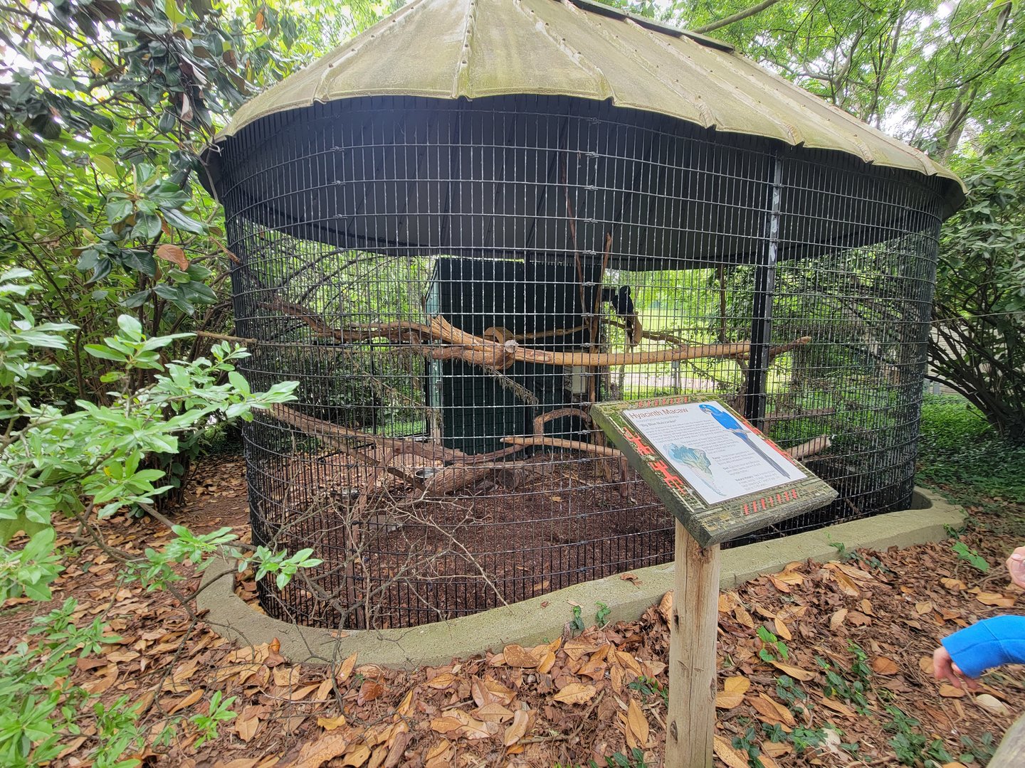 Louisville 5/22 - Hyacinth macaw