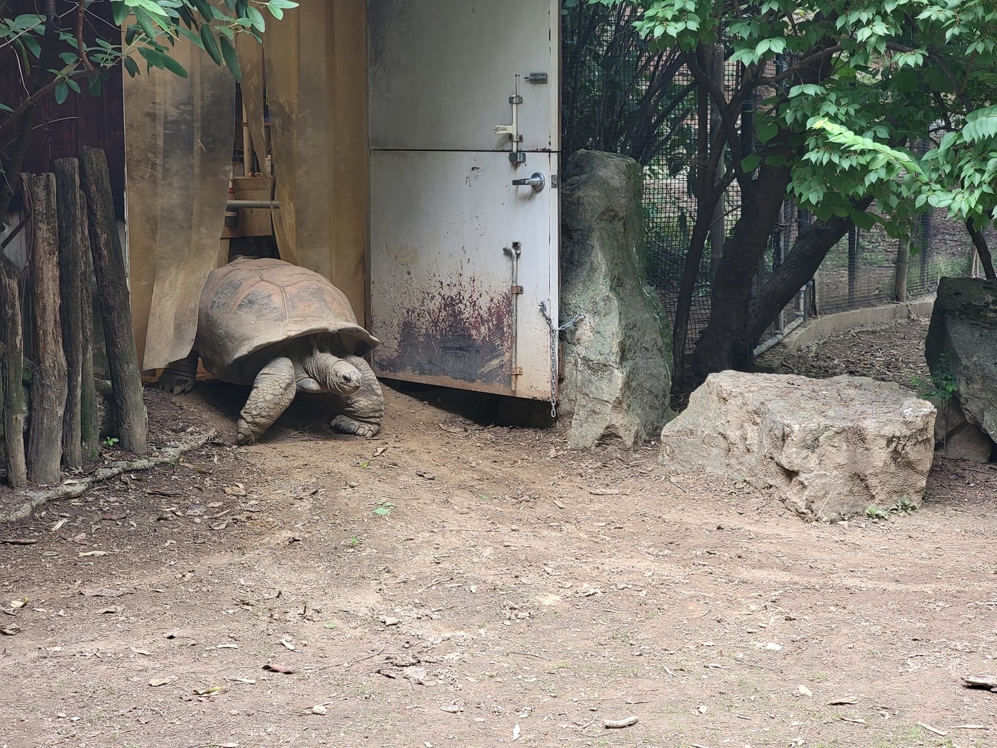 Louisville 5/22 - Islands,  Aldabra tortoise