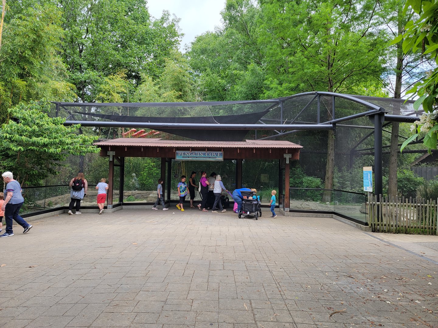 Louisville 5/22 - Islands, Little blue penguins