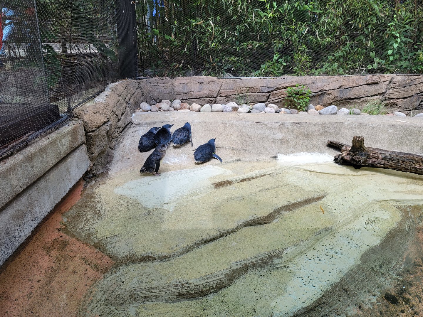 Louisville 5/22 - Islands, Little blue penguins