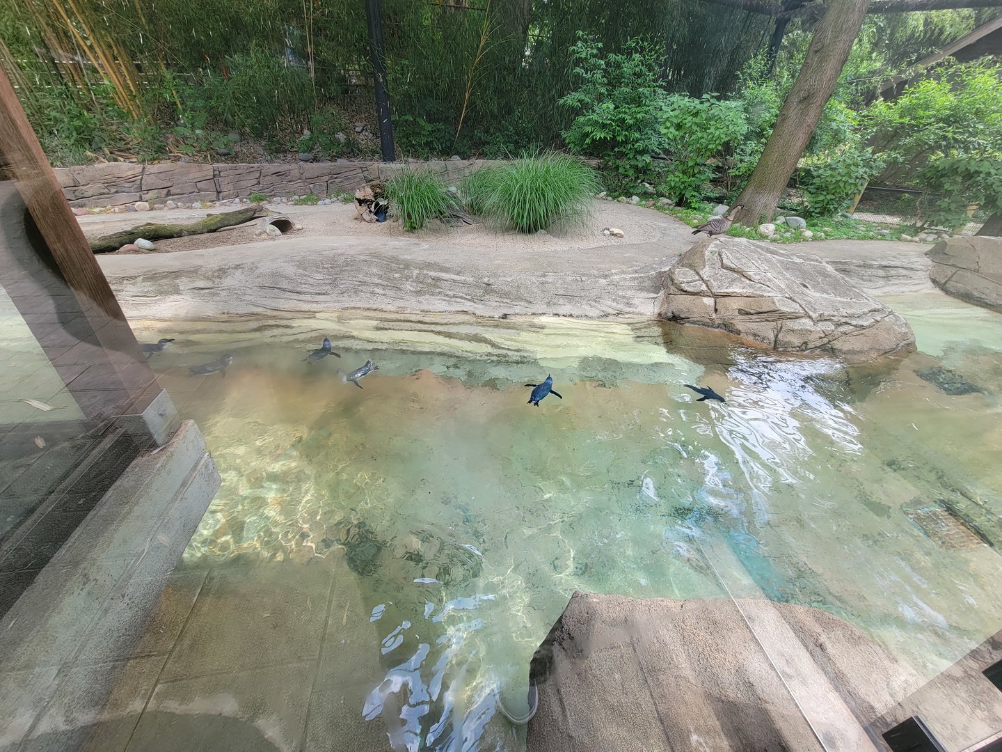 Louisville 5/22 - Islands, Little blue penguins