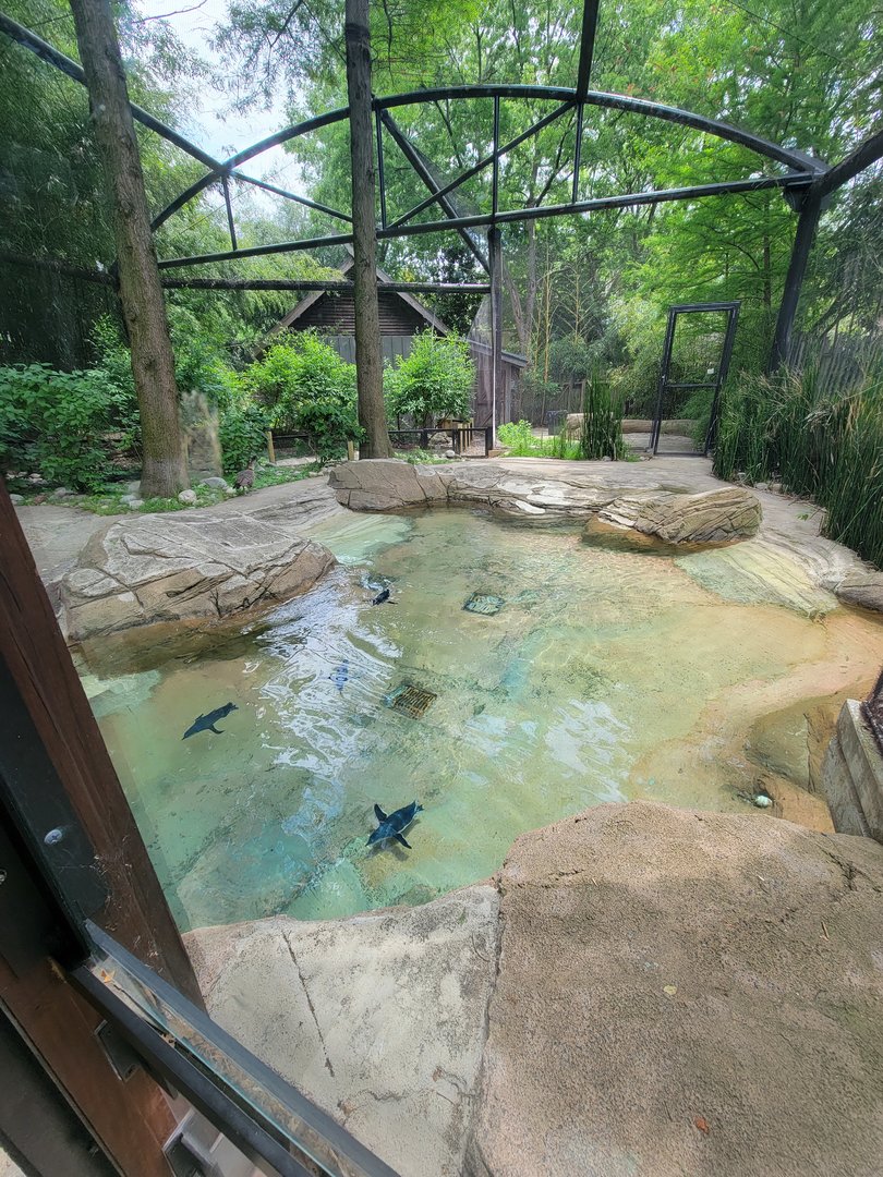 Louisville 5/22 - Islands, Little blue penguins