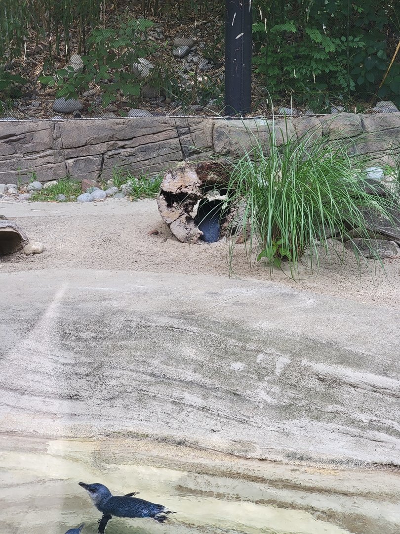 Louisville 5/22 - Islands, Little blue penguins