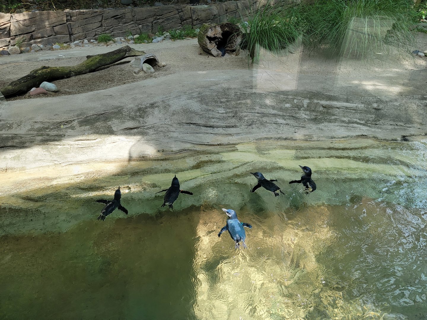 Louisville 5/22 - Islands, Little blue penguins