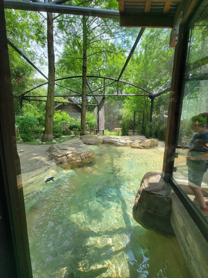 Louisville 5/22 - Islands, Little blue penguins