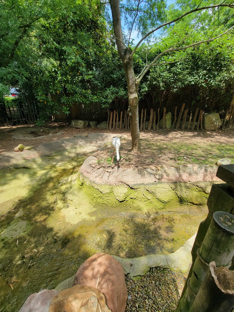 Louisville 5/22 - Islands, Oriental stork