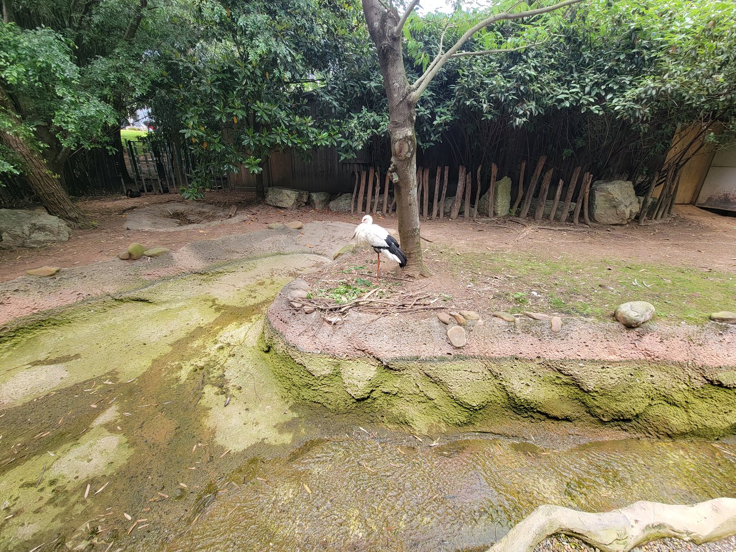 Louisville 5/22 - Islands, Oriental white stork, demoiselle crane, Aldabra tortoise