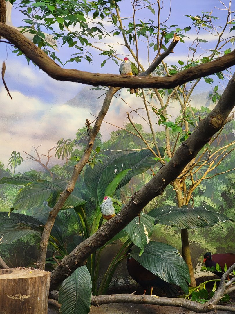 Louisville 5/22 - Islands Pavilion, beautiful fruit doves and green-naped pheasant pigeons