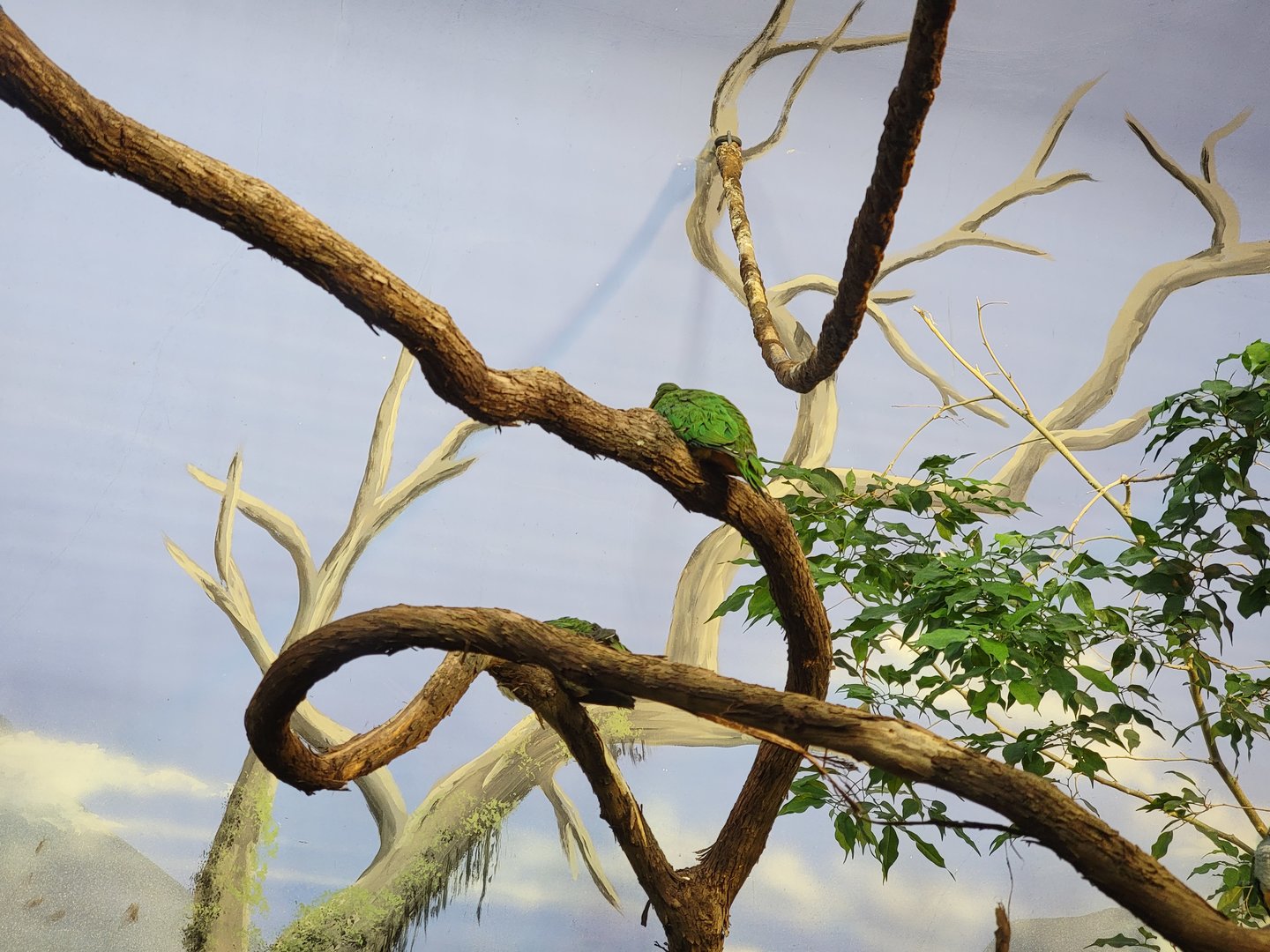 Louisville 5/22 - Islands Pavilion, emerald doves