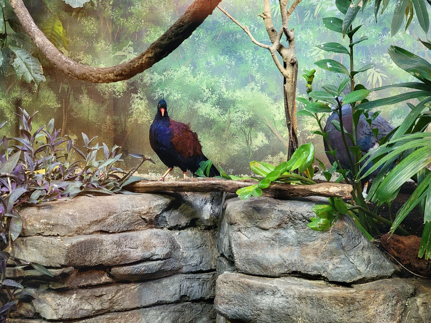 Louisville 5/22 - Islands Pavilion, green-naped pheasant pigeon and Victorian crowned pigeon