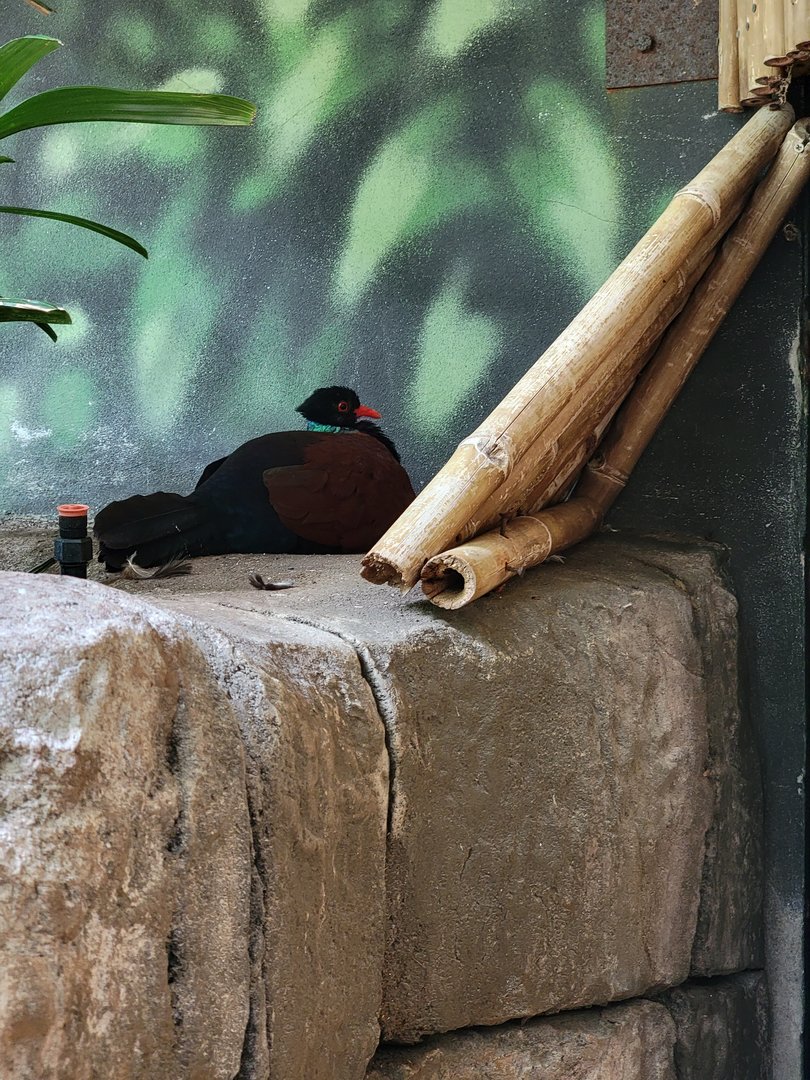 Louisville 5/22 - Islands Pavilion, green-naped pheasant pigeon showing off the green nape
