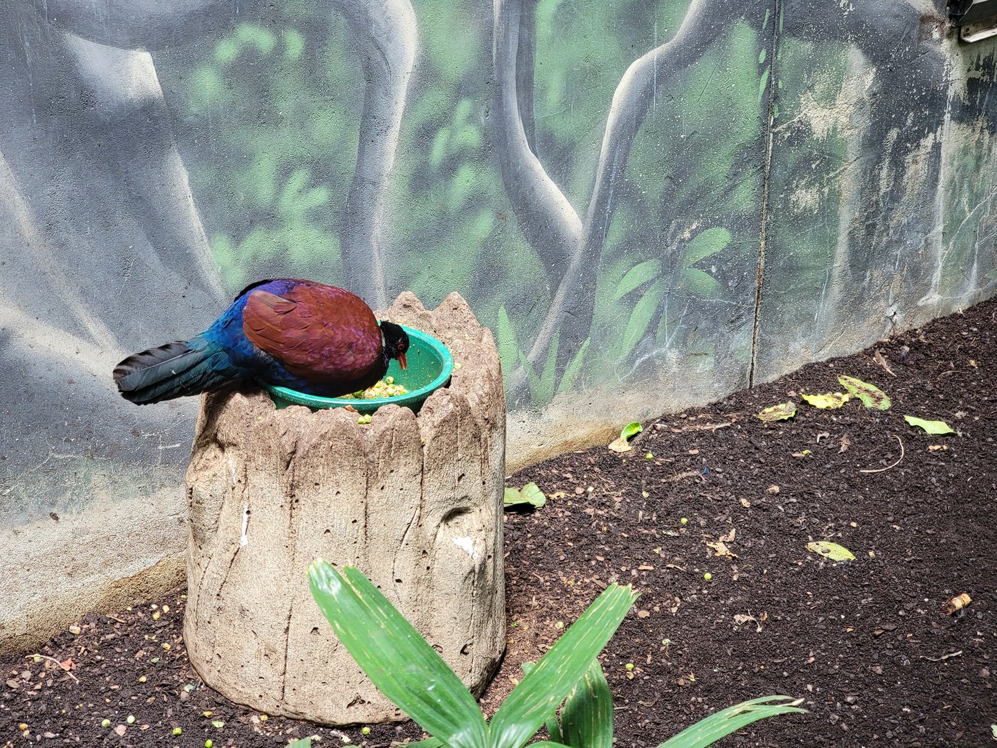 Louisville 5/22 - Islands Pavilion, green-naped pheasant pigeon