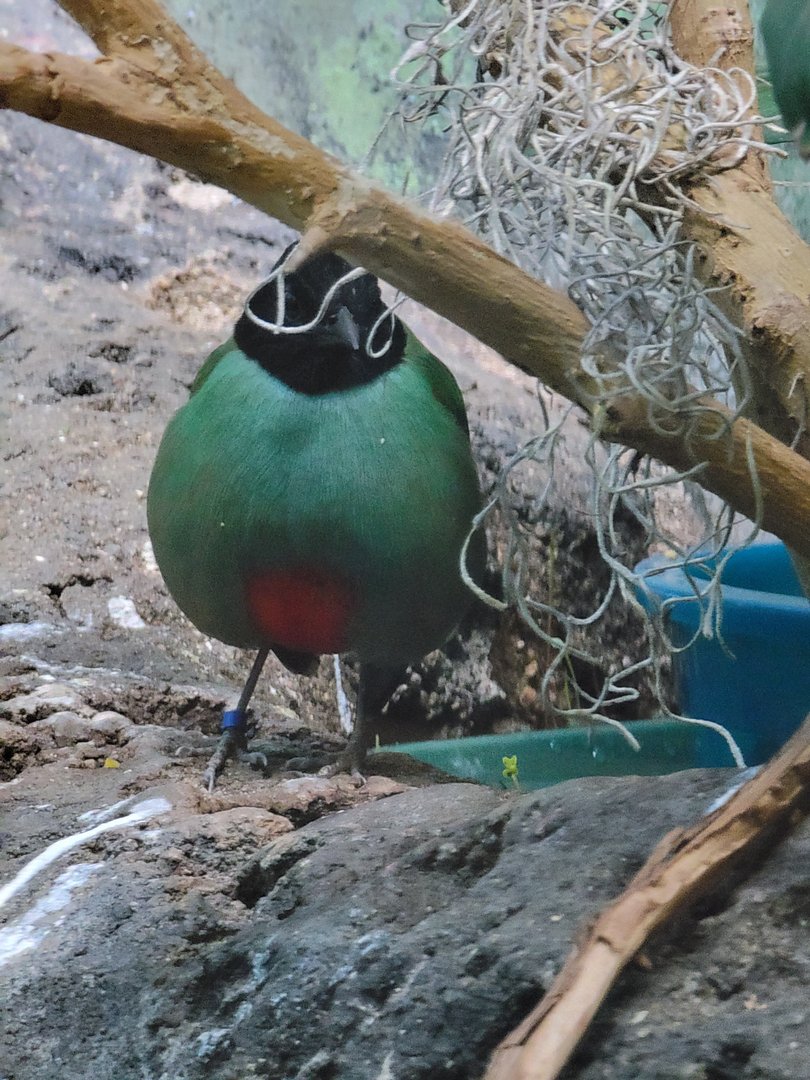 Louisville 5/22 - Islands Pavilion, hooded pita