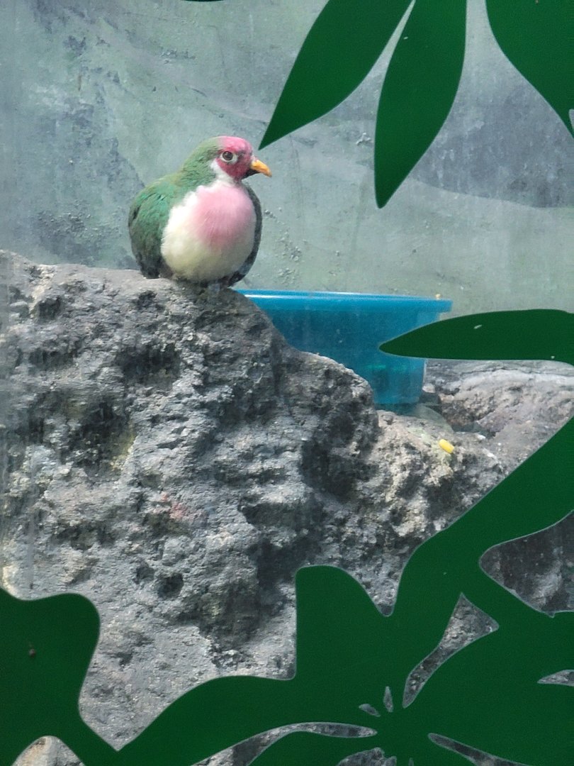 Louisville 5/22 - Islands Pavilion, Jambu fruit dove