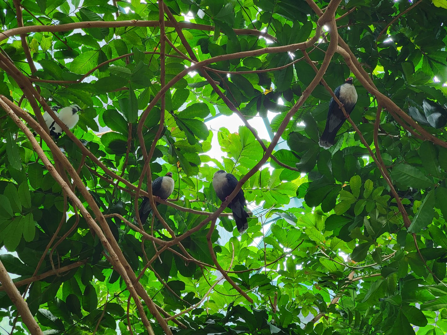 Louisville 5/22 - Islands Pavilion, Papuan mountain pigeons and young Bali mynah