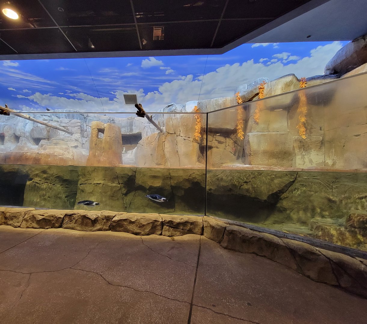 Louisville 5/22 - Islands Pavilion, Penguin Sea Cliffs