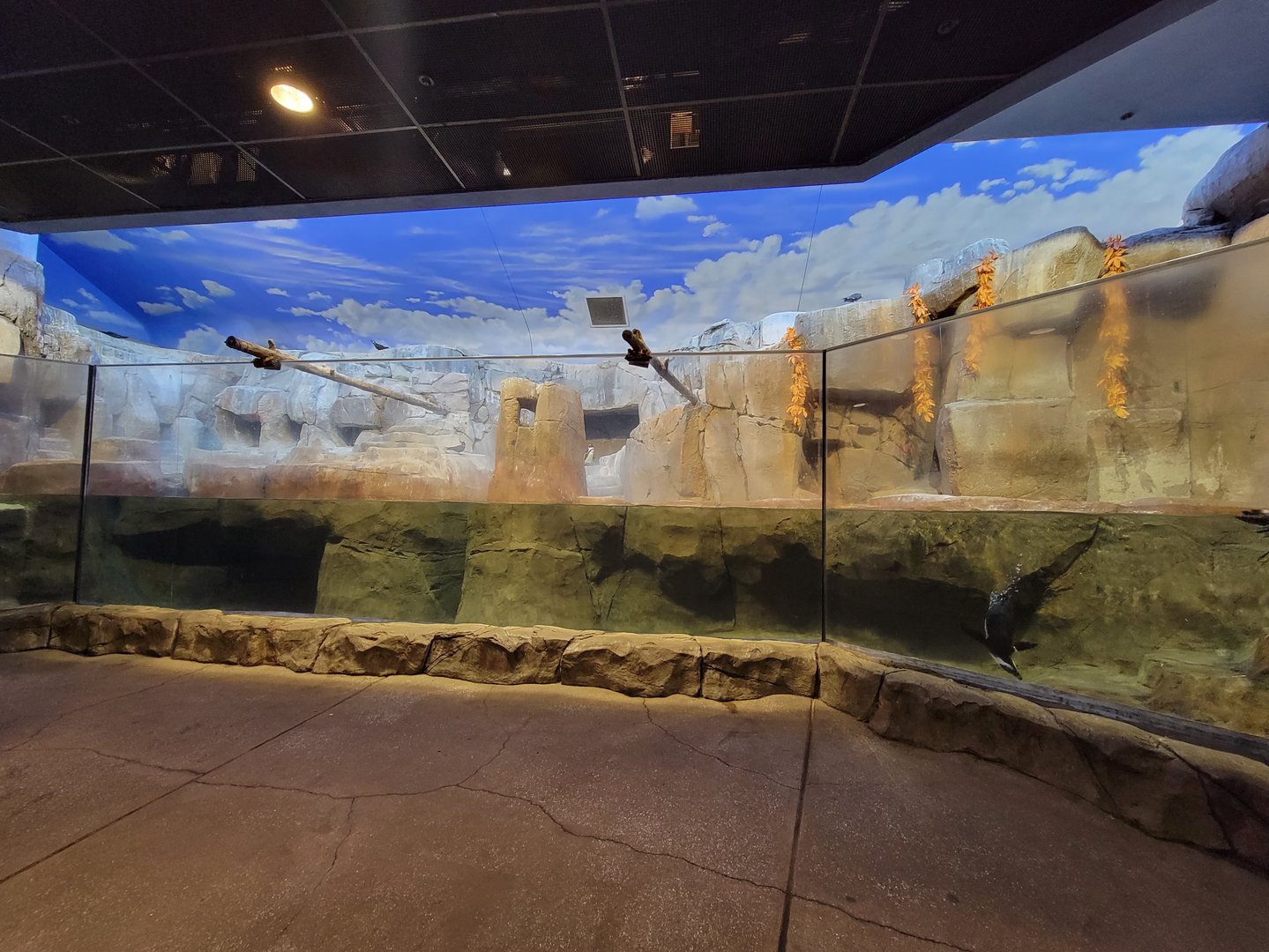 Louisville 5/22 - Islands Pavilion, Penguin Sea Cliffs