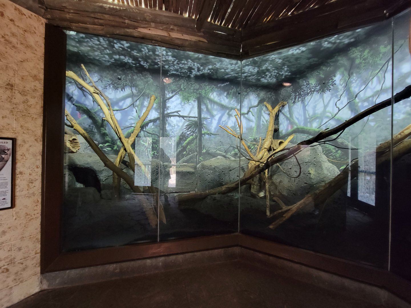 Louisville 5/22 - Islands Pavilion, prehensile-tailed porcupine