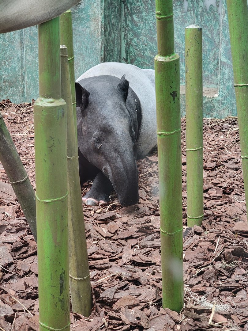 Louisville 5/22 - Islands Pavilion, rotational exhibit #4, Malayan tapir