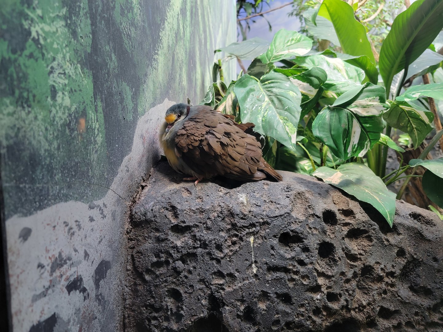 Louisville 5/22 - Islands Pavilion, Sulawesi ground dove