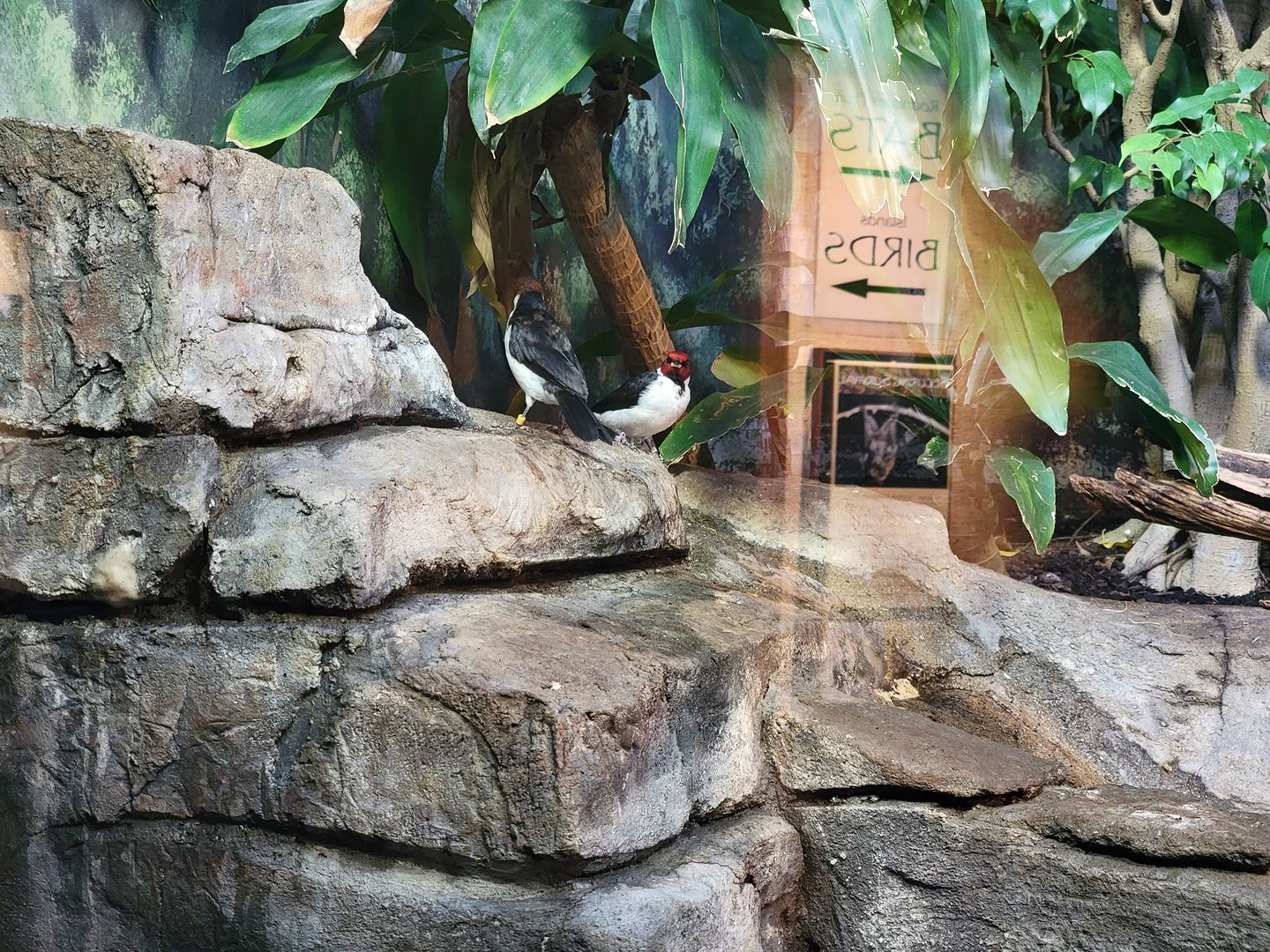 Louisville 5/22 - Islands Pavilion, unsigned red-capped cardinals