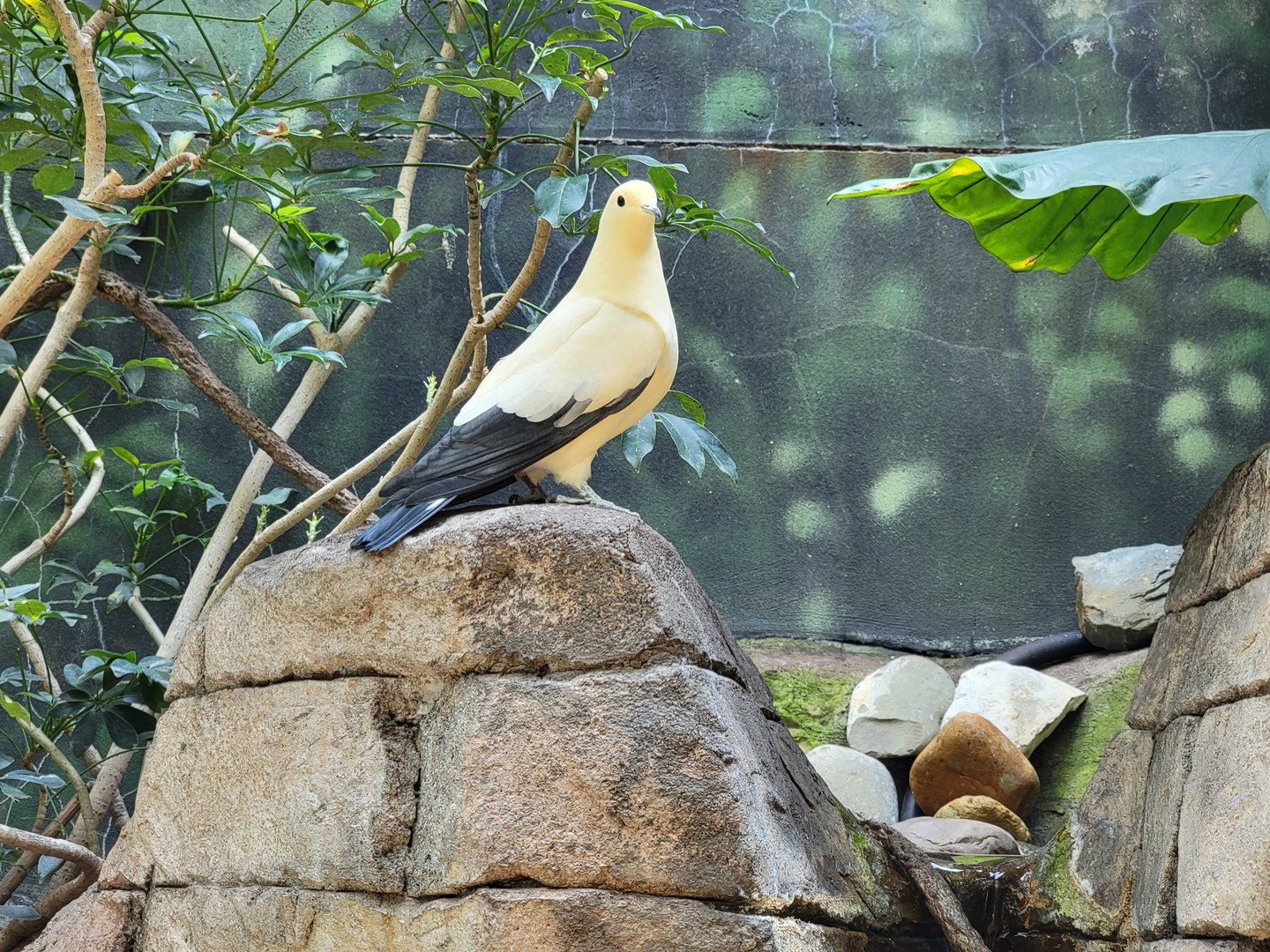Louisville 5/22 - Islands Pavilion, walk-through aviary, unsigned pied imperial pigeon