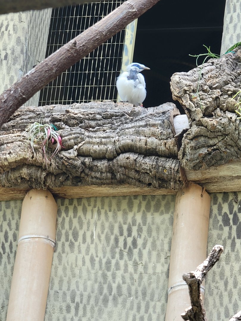 Louisville 5/22 - Islands Pavilion, walk-through aviary, young Bali mynah