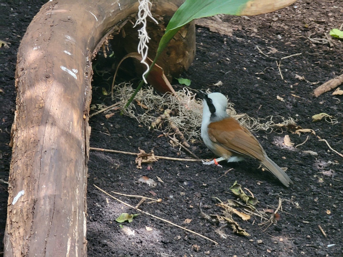 Louisville 5/22 - Islands Pavilion, walk-through aviary
